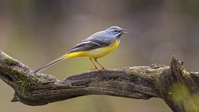 Grey wagtail (Motacilla cinerea) or mountain wagtail, sunrise, Middle Elbe Biosphere Reserve,