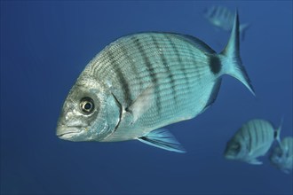 Close-up of Great White Seabream (Diplodus sargus), East Atlantic, Fuerteventura, Canary Islands,