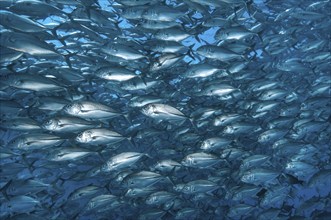 Large shoal of bigeye trevallies (Caranx sexfasciatus) Bigeye jack mackerel swimming in open sea,