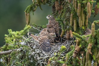 Common kestrel (Falco tinnunculus), young birds not yet ready to fly in the nest,