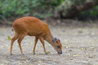 Red forest duiker (Cephalophus natalensis) antelope, iSimangaliso Wetland Park, St. Lucia,