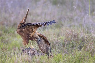 Western marsh-harrier (Circus aeruginosus) medium-sized bird of prey, female, hunting in reeds,