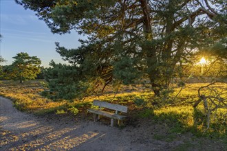 Westruper Heide, in the Hohe Mark Westmünsterland nature park Park, old wooden bench on a tree,