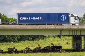 Lorry on the A40 motorway, bridge over the Ruhr and Styrumer Ruhrauen, herd of cattle, dairy cows