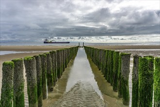 North Sea coast in Zeeland, called Zeeland Riviera, breakwater, made of wooden piles, near