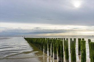 North Sea coast in Zeeland, called Zeeland Riviera, breakwater, made of wooden piles, near