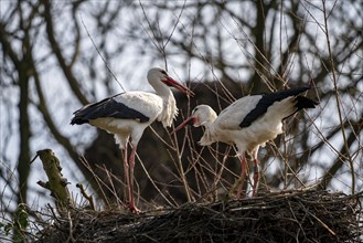 White storks, in the stork care centre Wesermarsch, near Berne, on the river Berne, up to 50 pairs