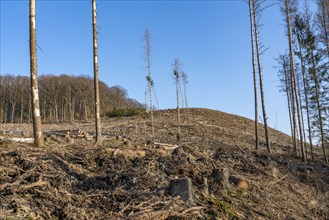 Cleared forest area north of the village of Hirschberg, Soest district, dead spruce stands were