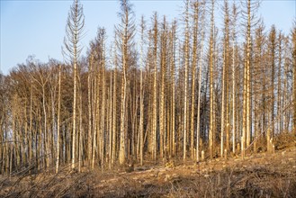 Cleared forest area north of the village of Hirschberg, Soest district, dead spruce stands were