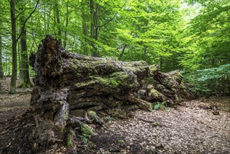 The Sababurg primeval forest, or primeval forest in the Reinhardswald, is a 95-hectare biotope