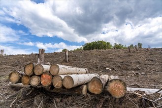 Forest dieback in Sauerland, north of Lüdenscheid, cleared area, diseased trees, over 70 per cent