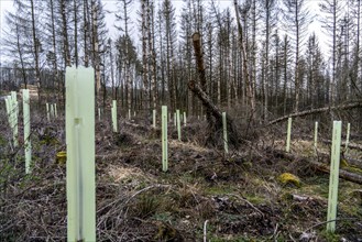 Reforestation in the Arnsberg Forest near Warstein-Sichtigvor, Soest district, young trees in