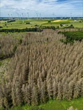 Cleared forest in the Eggegebirge, near Lichtenau, Paderborn district, site of a spruce forest that