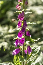 Diersfordter Wald, north of Wesel, nature park with oak and beech forests, glacial sand dunes,