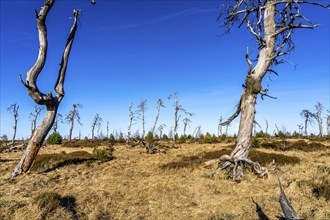 Noir Flohay ghost forest, remnants of a forest fire from 2011 in the High Fens, high moor, in the