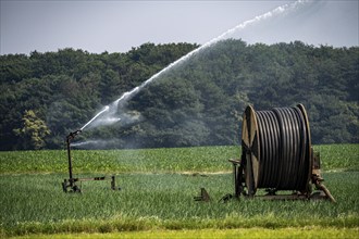 A field with onions is artificially irrigated, water is sprayed onto the field via a sprinkler