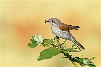 Red-backed shrike (Lanius collurio), female with prey, Hockenheim, Baden-Württemberg, Germany,