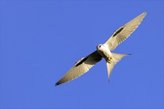 Swallow-tailed Kite, (Chelictinia riocourii), also Scissor-tailed Kite, African Swallow-tailed