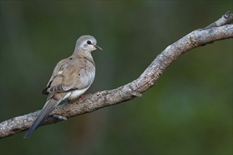 Black-billed wood dove (Turtur abyssinicus), on perch, Tendaba camp / Tendaba photo hid, Kwinella,