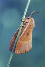 Oak eggar (Lasiocampa quercus), hen, moth, moth, butterfly, insect, Black Forest, Feldberg region,