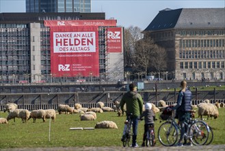 A construction company has hung a large poster on a building facade on the Rhine promenade,