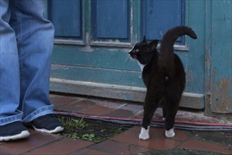 A small cat stands in front of a blue wooden door, Germany, Europe