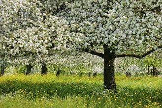 Apple tree orchard in full bloom, Canton Thurgau, Switzerland, Europe