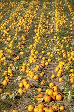 Pumpkin field, ripe pumpkins, shortly in front of harvest, near Neuss, North Rhine-Westphalia,