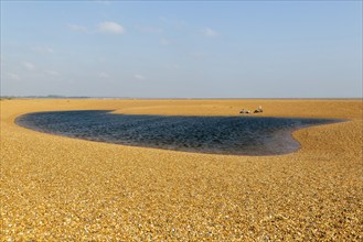 Ridge and lagoon formed on beach at Shingle Street, Hollesley Suffolk, England, UK