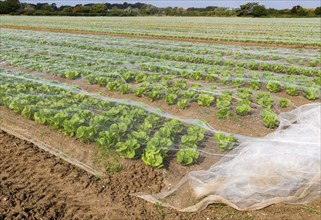 Rows of lettuce crop protected by fleecing growing in field, Bawdsey, Suffolk, England, UK Rows of