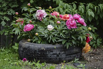 Upcycling idea with old car tire used as creative flower pot for peony flowers. Generative Ai, AI