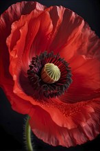 Macro of a common poppy (Papaver rhoeas), capturing the delicate red petals and intricate stamen