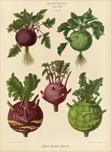 Vegetables, white and red kohlrabi, blue kohlrabi, after Ernst Samuel Benary (10 November 1819, 19