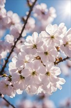 Blooming cherry blossoms with soft pink petals against a clear blue sky, with delicate sunlight