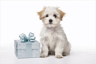 Cute small wog next to blue gift box on white background. KI generiert, generiert AI generated