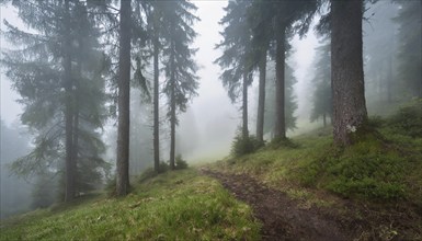 Landscape, Forest, Spruce forest in fog, AI generated, AI generated