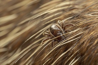 Close up of tick insect in fur. KI generiert, generiert, AI generated