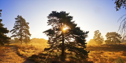 Atmospheric sunrise behind a pine tree in the Westruper Heide in autumn, Haltern am See, Ruhr area,