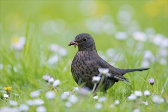 Common blackbird, Eurasian blackbird (Turdus merula) female foraging in grassland, meadow with