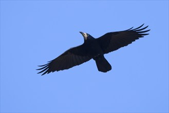 Rook (Corvus frugilegus) in flight against blue sky