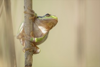 Common Tree Frog (Hyla arborea) sitting in the vegetation at the edge of the forest.Bas rhin,