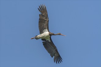 Black stork (Ciconia nigra) in flight during migration. Bas Rhin, Alsace, France, Europe