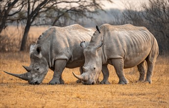 Southern white rhinoceros (Ceratotherium simum simum), two rhinos grazing in the evening light,