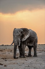 African elephant (Loxodonta africana), elephant at sunset, Nxai Pan National Park, Botswana