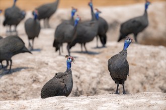 Helmeted guinea fowl (Numida meleagris), group at the waterhole, Nxai Pan National Park, Botswana