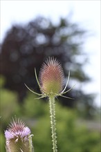 Wild teasel (Dipsacus fullonum), with flower wreath with bokeh in the background, Haiger, Hesse,