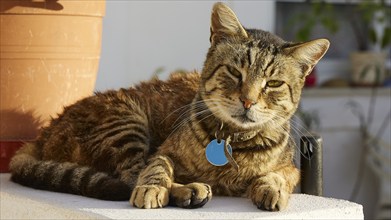 Tabby cat lies comfortably with blue collar in the sun, cat, Pyles, west coast, mountain village,