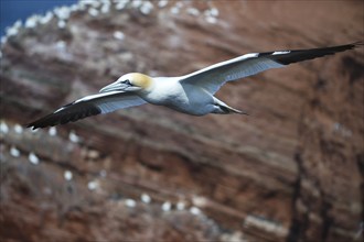 Northern gannet (Morus bassanus) flying near Heligoland, Schleswig-Holstein, Germany, Europe