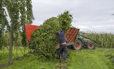 Hop harvest Hallertau Bavaria Germany