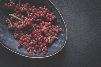 Shtoshi berry, Shepherd's pie, a hybrid of sea buckthorn and barberry, top view, no people